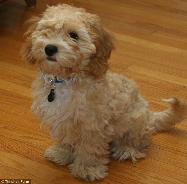 INEDIT: Cava-poo-chon, rasa de caini perfecta, care va fi alaturi de tine pentru 20 de ani