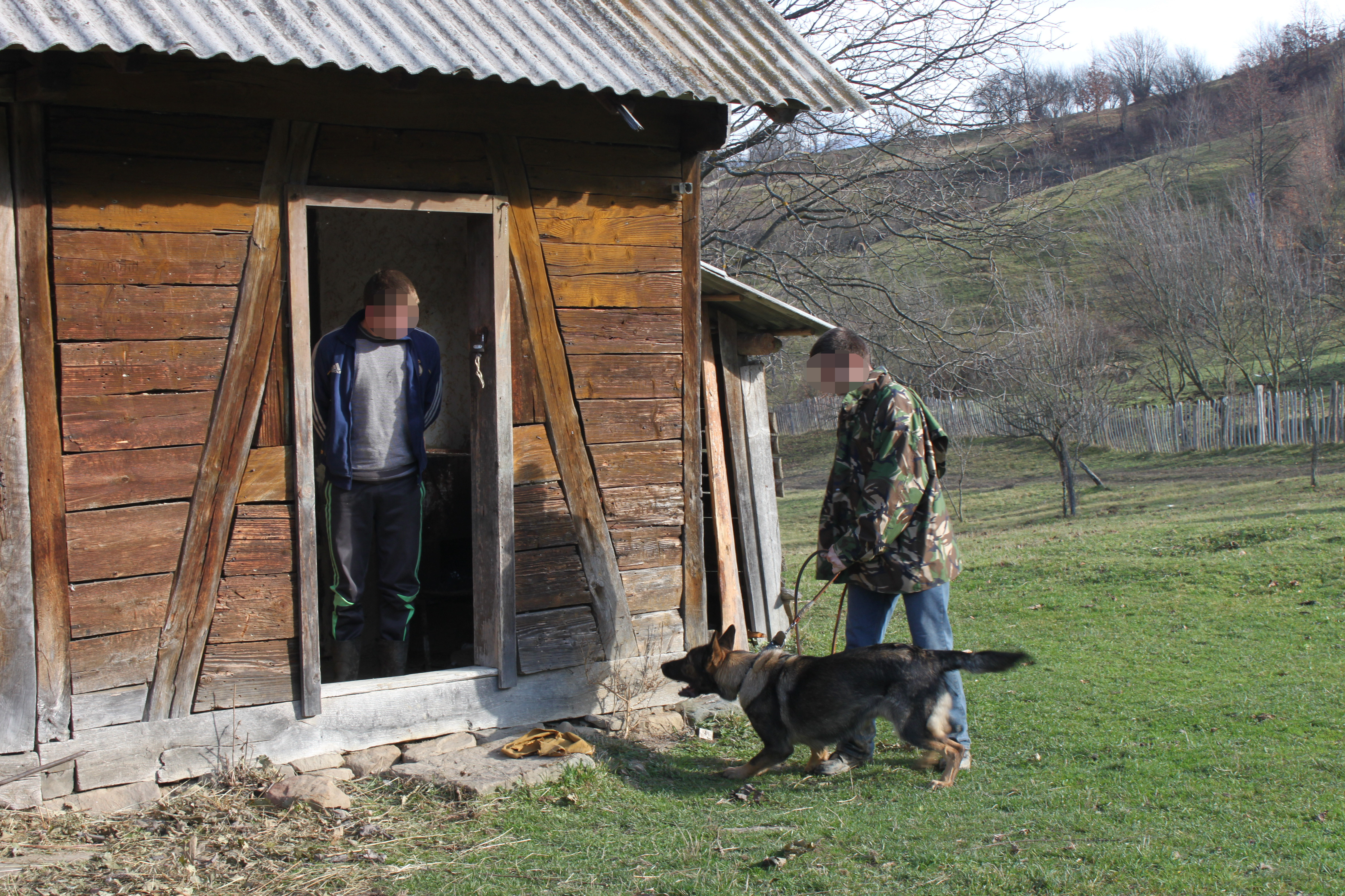 Un contrabandist de tigari din Maramures a fost prins cu ajutorul unui caine special dresat