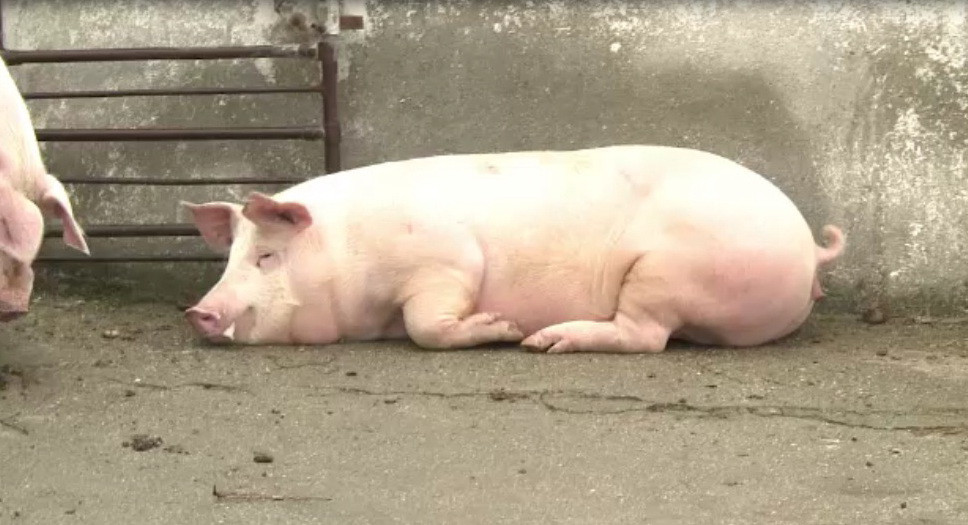 Romanii nu mai ingrasa porcul in ajun, ci il fura. Patru transporturi din Ungaria, oprite de Politie