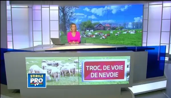 "Masina de lux contra oi". Motivul pentru care site-urile de anunturi s-au umplut de anunturi bizare