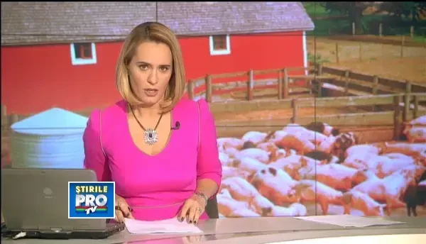 Romanii nu mai ingrasa porcul in ajun, ci il fura. Patru transporturi din Ungaria, oprite de Politie