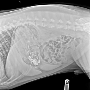 Un caine din SUA a fost operat de urgenta dupa ce a mancat proiectul scolar al stapanei sale