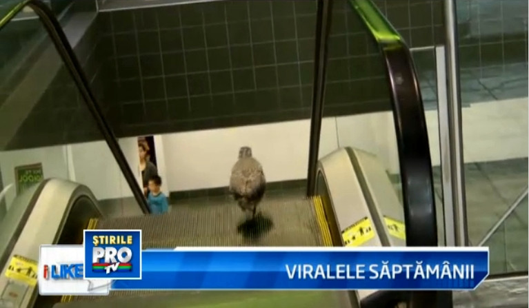 iLikeIT, viralele saptamanii: recordul de viteza al unui chitarist si pasarea de pe scara rulanta