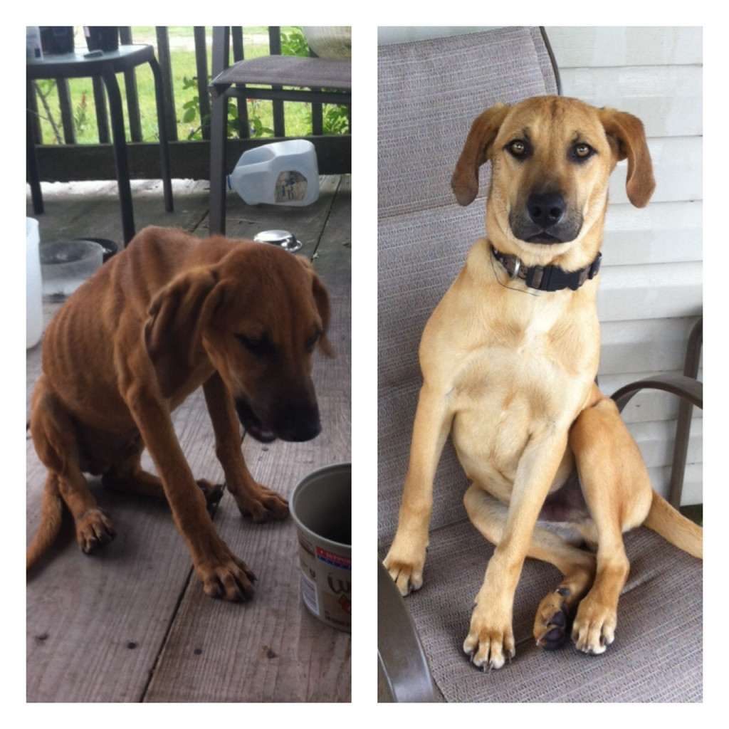 A adoptat un maidanez de pe strada. Cum arata catelul dupa ce l-a hranit timp de 7 saptamani