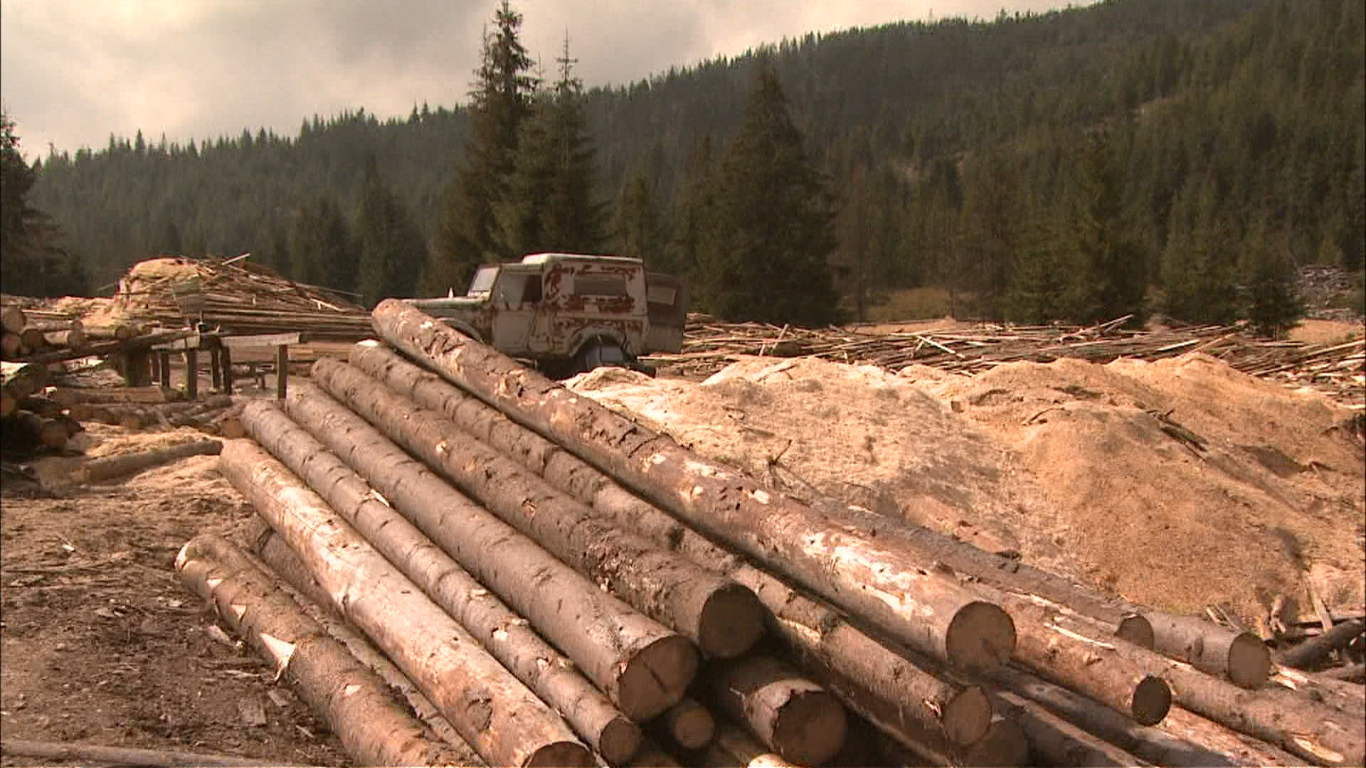 Marea defrisare, partea 3. Cum functioneaza mafia lemnului. Silvicultorii si-au dat mana cu politicienii si impreuna au distrus padurile Romaniei