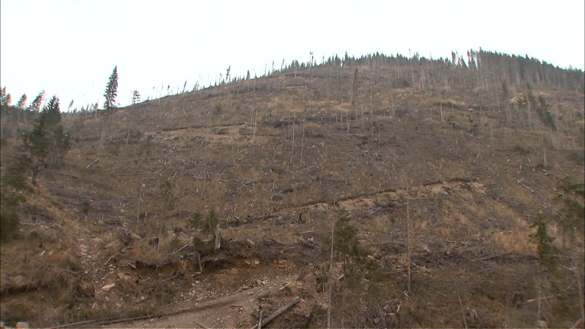 Marea defrisare 4. Lantul coruptiei: angajatii platesc sefilor cotizatii, iar spaga merge mai departe la directori