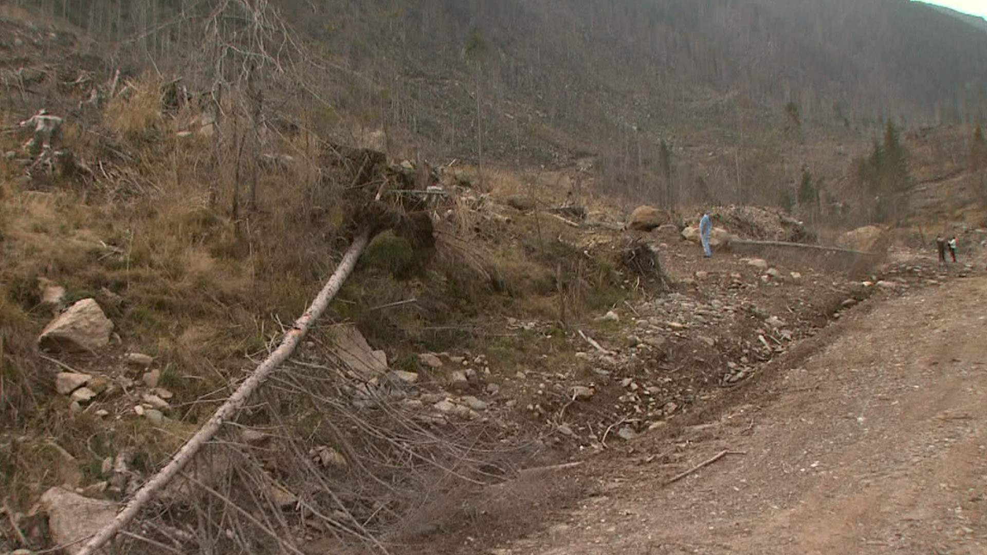 Marea defrisare, partea 1. Stirile ProTV cer politicienilor ca taierile masive ilegale de padure sa fie pedepsite ca atentat la siguranta nationala