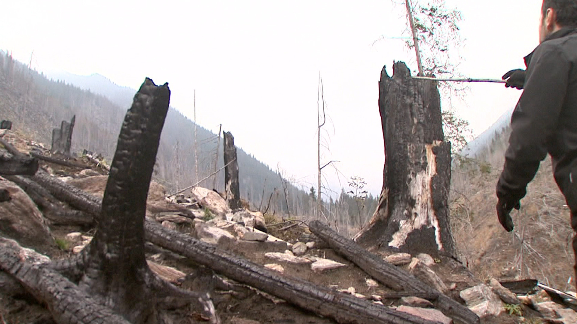 Marea defrisare 3. Aproape 3 hectare de padure au disparut la ras, ilegal in fiecare ora, in ultimii 23 de ani