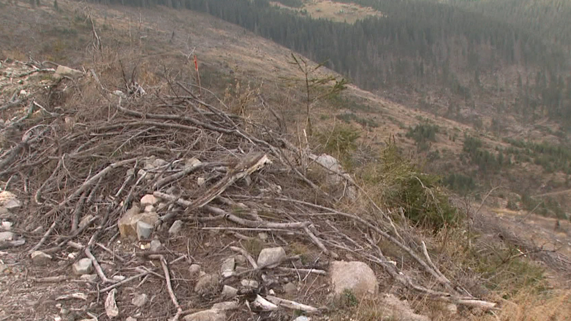 Defrisare in masa pe suprafata unei arii protejate din Bihor. Peste 700 de salcami au fost taiati