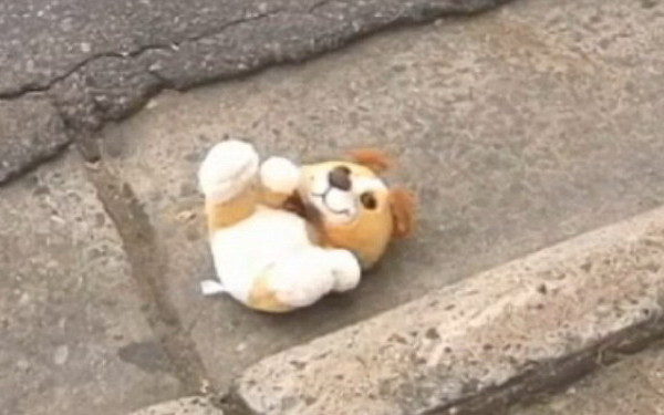 A gasit un ursulet de plus pe strada. Cand a vazut ce avea in el, a avut o SURPRIZA URIASA