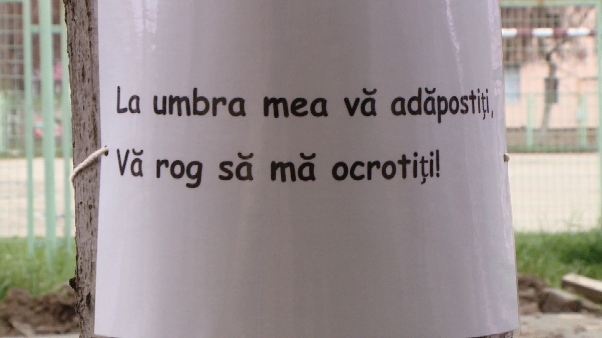"La umbra mea va adapostiti, va rog sa ma ocrotiti". Protest inedit impotriva taierilor de arbori