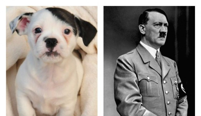 Cum arata cainele ajuns vedeta pe Internet, dupa ce multi au spus ca seamana cu Hitler