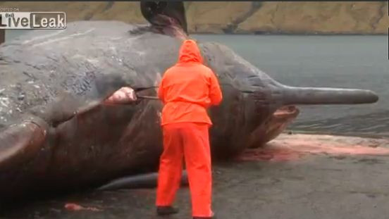 Au gasit o balena esuata la mal. Ce s-a intamplat cand au vrut sa o analizeze. VIDEO