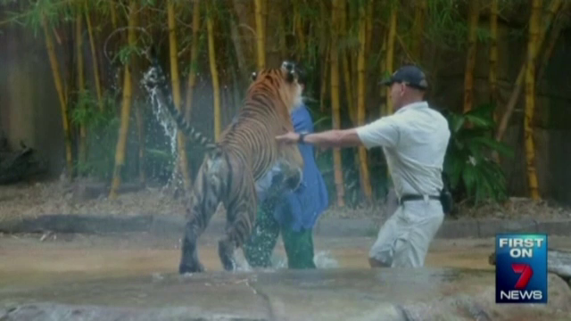 Un dresor din Australia, atacat de tigru in fata vizitatorilor. Ce se va intampla cu animalul