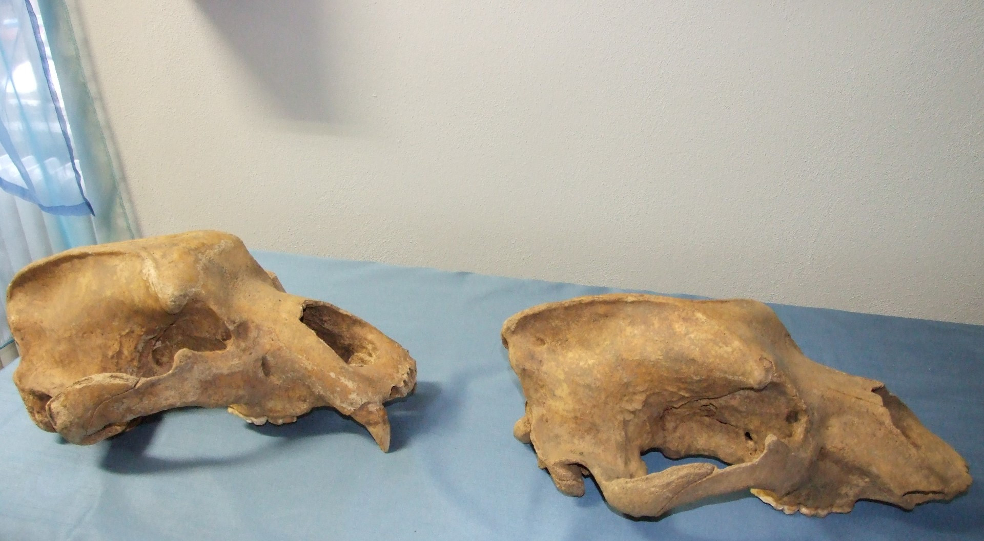 Exponate cu o vechime de 10.000 de ani, la muzeul din Arad. Ce vor putea vedea vizitatorii