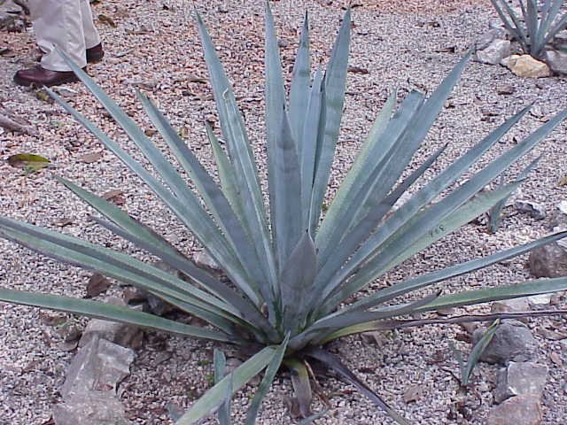 Agave - tequilla