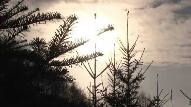 Drumul brazilor de pepiniera din Romania catre toata Europa. Afacerea profitabila a acestor fermieri