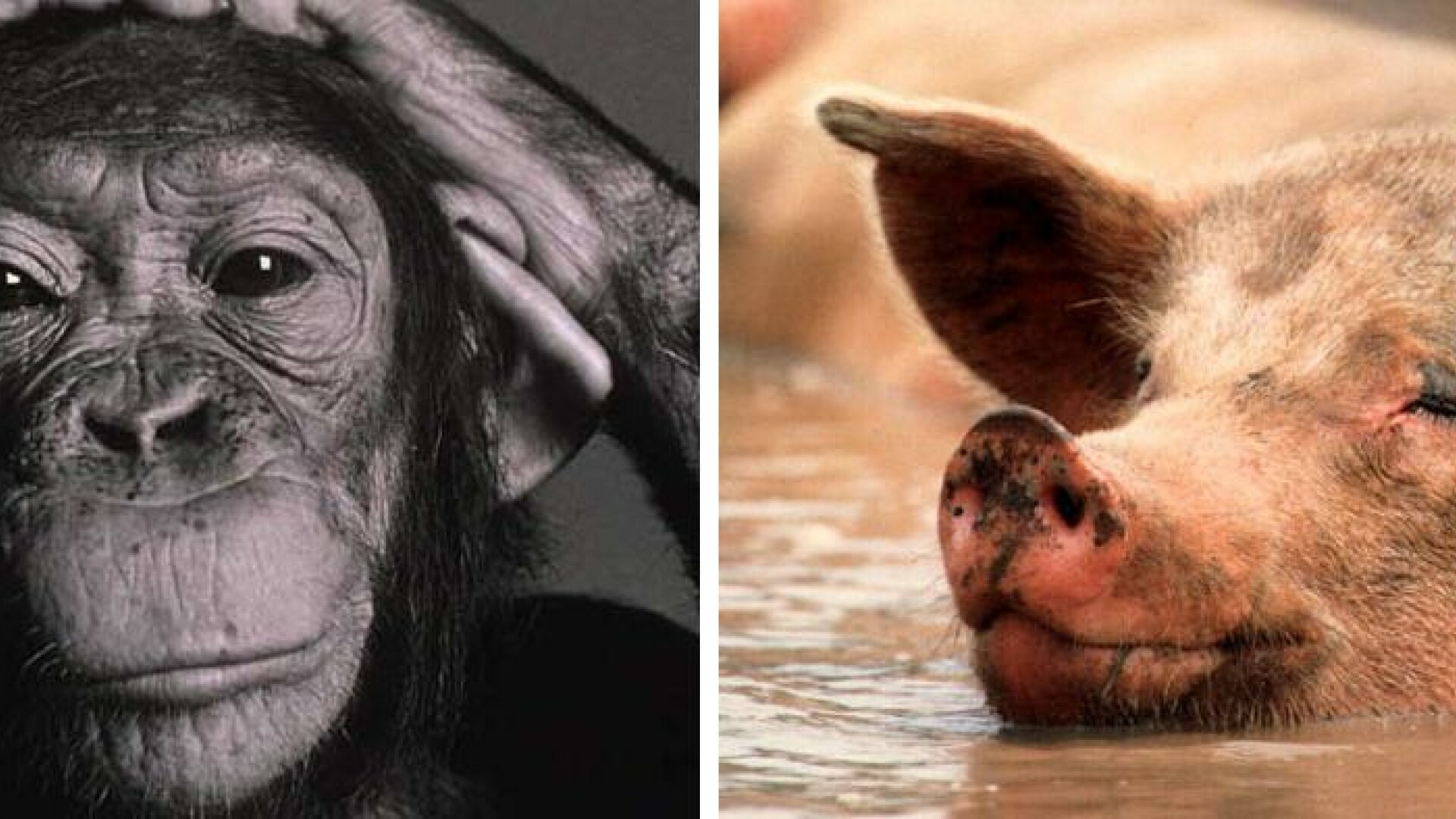 Studiu: Istoria oamenilor ar fi inceput cand o femela cimpanzeu s-a imperecheat cu un porc