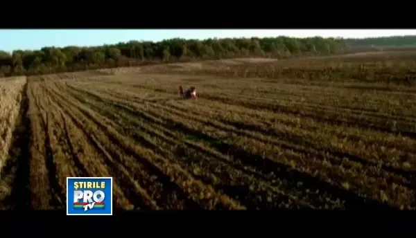 Ionut, Silviu si George, ciobanii OAIE-rless care au facut din pastorit o afacere de succes