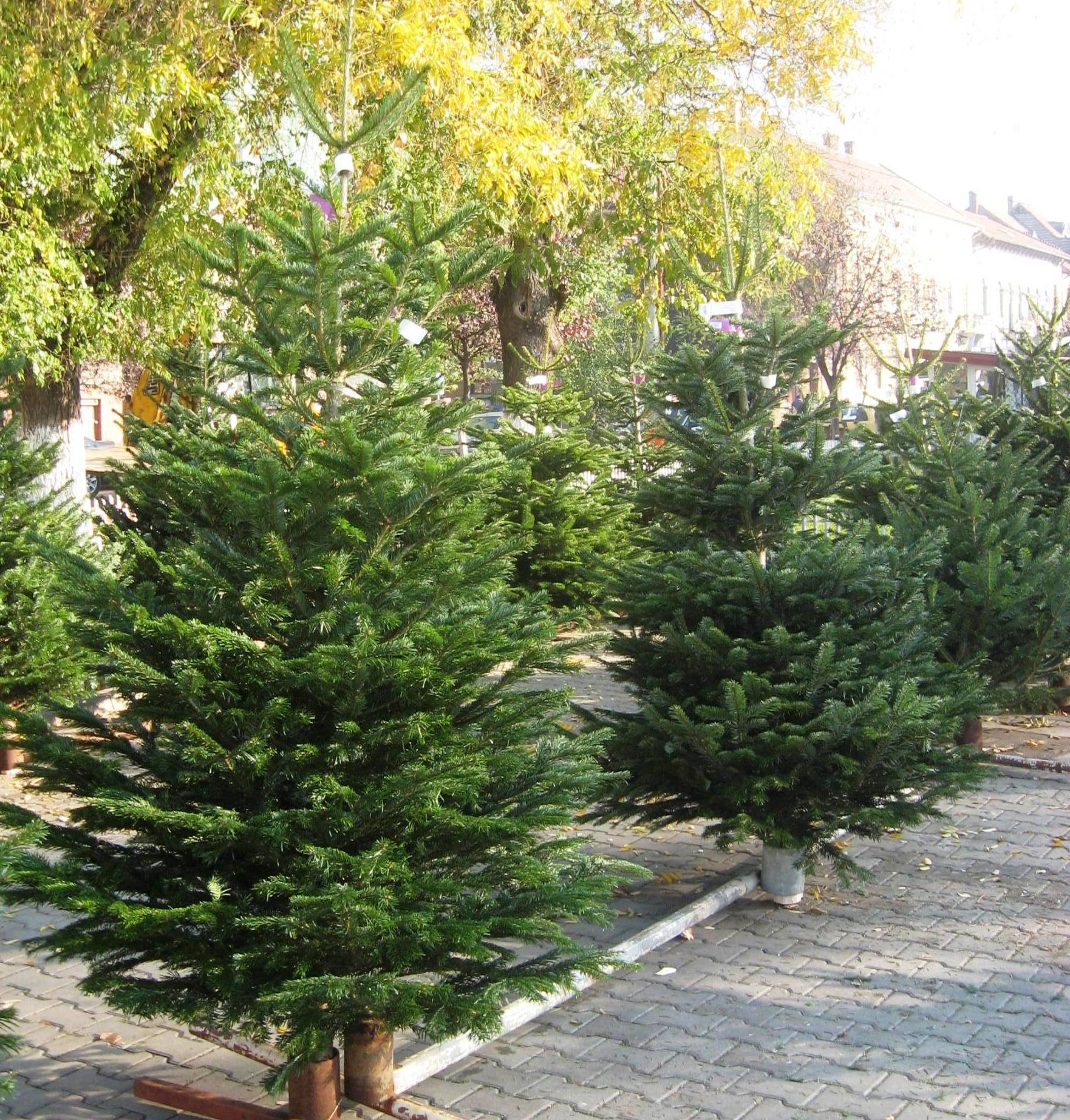 Au aparut primii brazi in pietele din Arad. Preturile ar putea sa va descurajeze