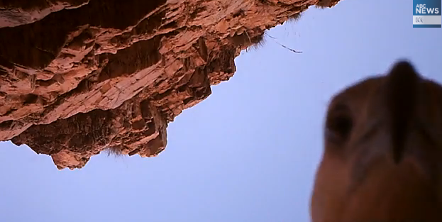 Un vultur din Australia a furat o camera si a "folosit-o" pentru a se filma la aterizare. VIDEO