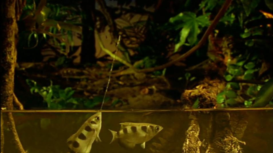 Arma neobisnuita cu care vaneaza pestele-arcas. Precizia sa este matematica, spun cercetatorii