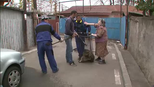 Capitala ramane un urias adapost in aer liber pentru maidanezi. Ultima solutie a autoritatilor