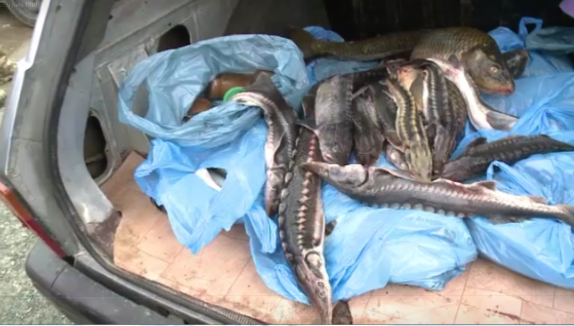 Razboiul din Delta Dunarii dintre braconieri si autoritati. Oficialii contribuie la traficul ilegal