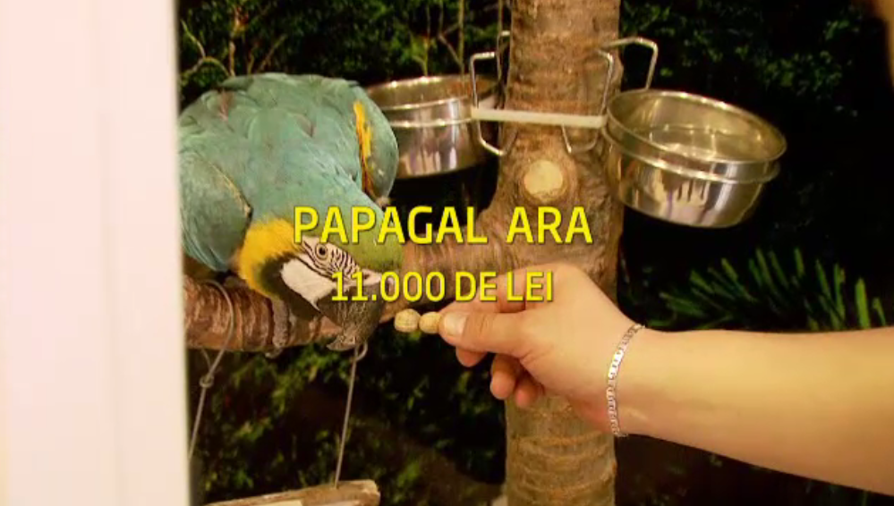 Ghetutele de Mos Nicolae s-ar putea dovedi neincapatoare. Care sunt preferintele anului 2013