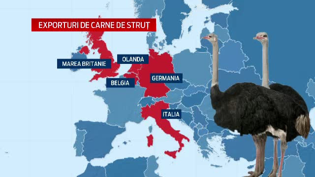Cum a ajuns Romania cel mai mare exportator european de carne de strut. Vanzarile au crescut cu 300%