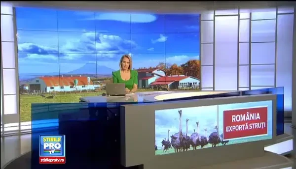 Cum a ajuns Romania cel mai mare exportator european de carne de strut. Vanzarile au crescut cu 300%