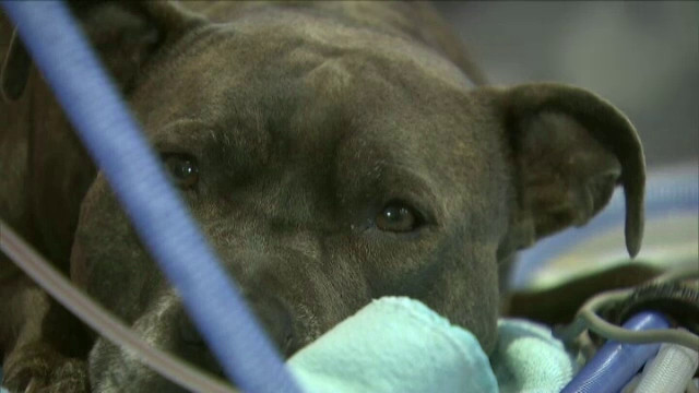 Legatura emotionanta a catelusei Tascha cu Dylan, un copil care, de cand s-a nascut, este in coma