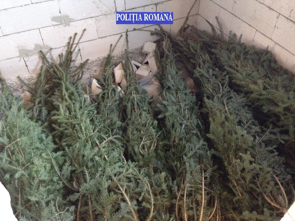 210 pomi de Craciun au fost confiscati in urma unei actiuni desfasurate in judetul Bistrita-Nasaud