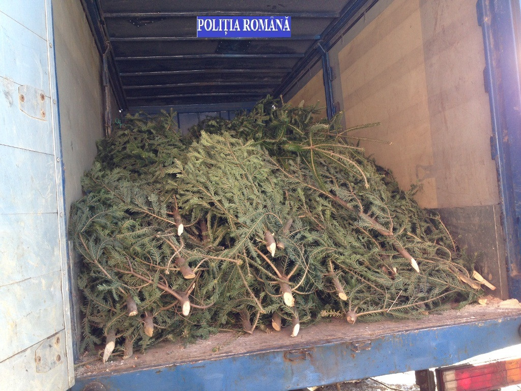 Brazi taiati ilegal, confiscati de politistii din Bistrita-Nasaud