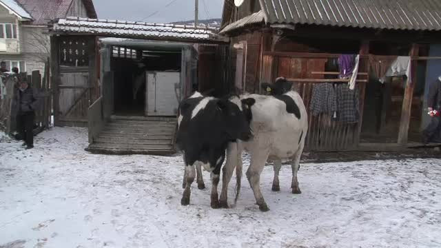 25 de vaci irlandeze vor fi donate unor familii nevoiase din Romania. Un an, nu pot fi vandute