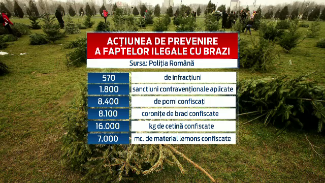 Macelul din paduri, de Craciun. Ce sanctiuni riscati in cazul in care cumparati un brad taiat ilegal