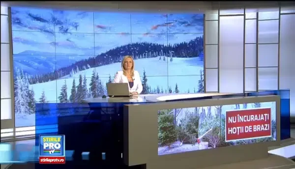 Macelul din paduri, de Craciun. Ce sanctiuni riscati in cazul in care cumparati un brad taiat ilegal