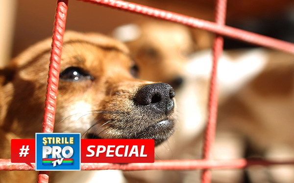 Bucurestiul cainilor maidanezi. "Minunea" care a provocat scaderea numarului persoanelor muscate