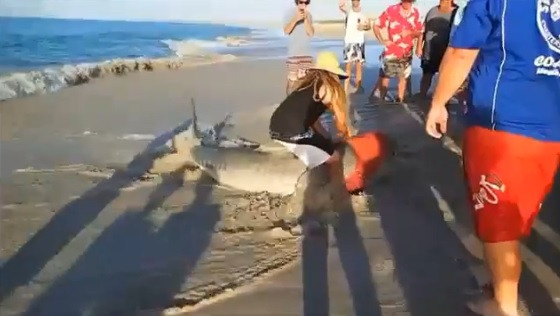 Au prins din greseala un rechin tigru. Ceea ce urmeaza dupa aceea este remarcabil. VIDEO