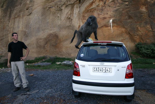 Un grup de babuini terorizeaza locuitorii din Cape Town, Africa de Sud