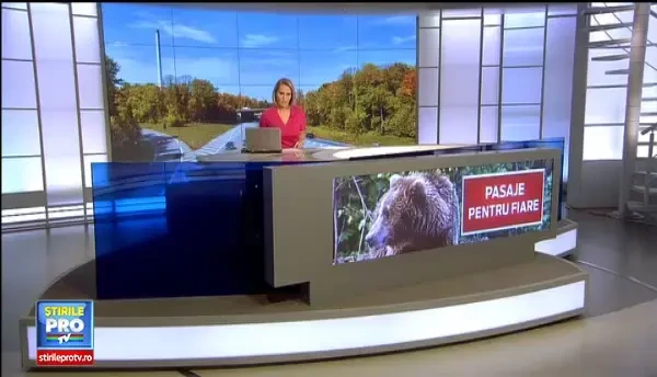 Autoritatile nu vor sa plimbe ursul prin Apuseni. Autostrada, modificata pentru a proteja animalele