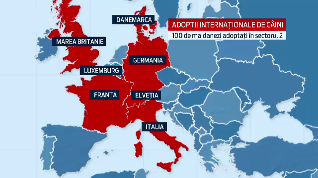 Normele cainilor fara stapan, aprobate de Guvern. Conditiile in care maidanezii vor fi eutanasiati
