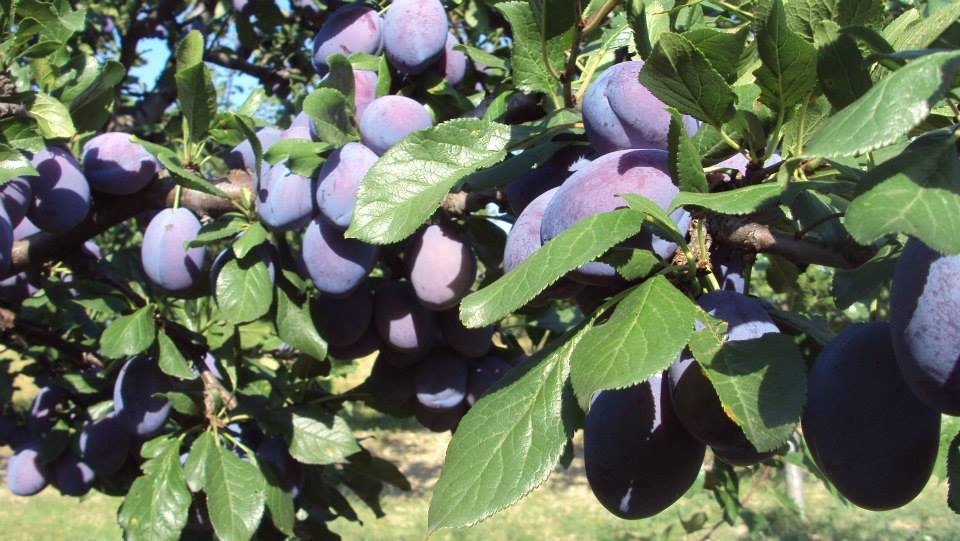 prune proaspete Leleasca