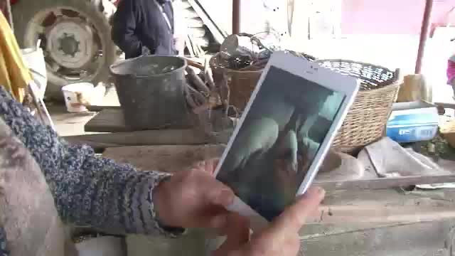 Drumul lui Șonică, din cocina pana pe tableta. In 2013, producatorii isi vor taia porcii pe internet