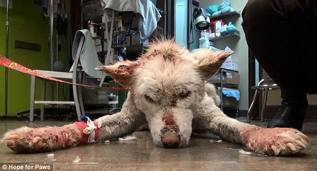 Un husky a fost salvat in ultimul moment dintr-o groapa de gunoi