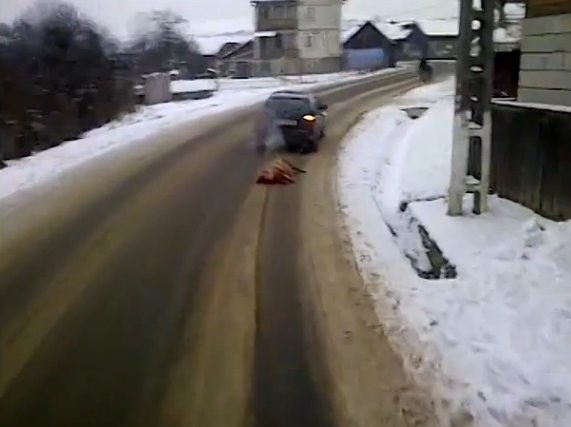 Isprava unui roman. Un barbat din Bistrita a legat porcul de masina si l-a tarat pe un drum national