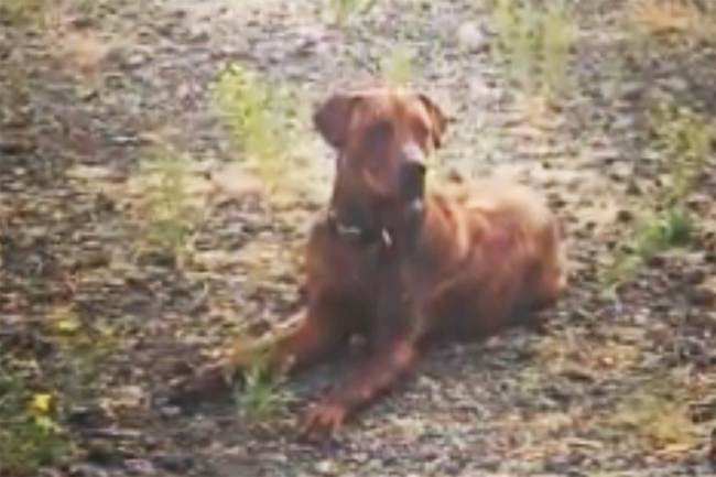 Gestul impresionant al unui caine care si-a sacrificat viata incercand sa-si salveze stapana