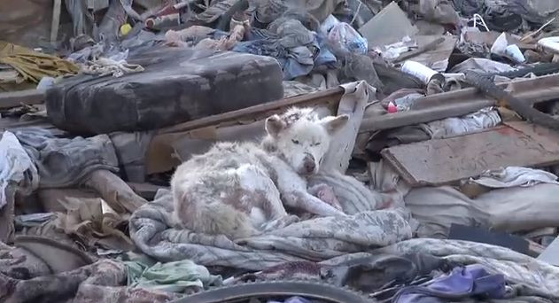 A adoptat un caine care traia printre gunoaie si l-a ingrijit. Dupa cateva zile a avut o surpriza