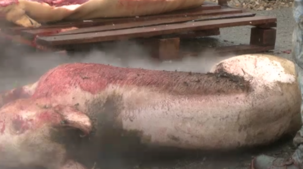 GHIDUL DSV pentru cei care-si cumpara carnea de porc direct de la fermier. De ce trebuie verificata