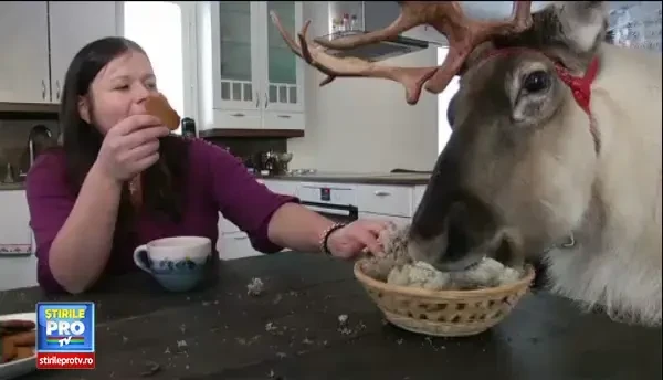 CLIPUL ZILEI: Un ren din Finlanda se comporta ca un caine care traieste la casa omului